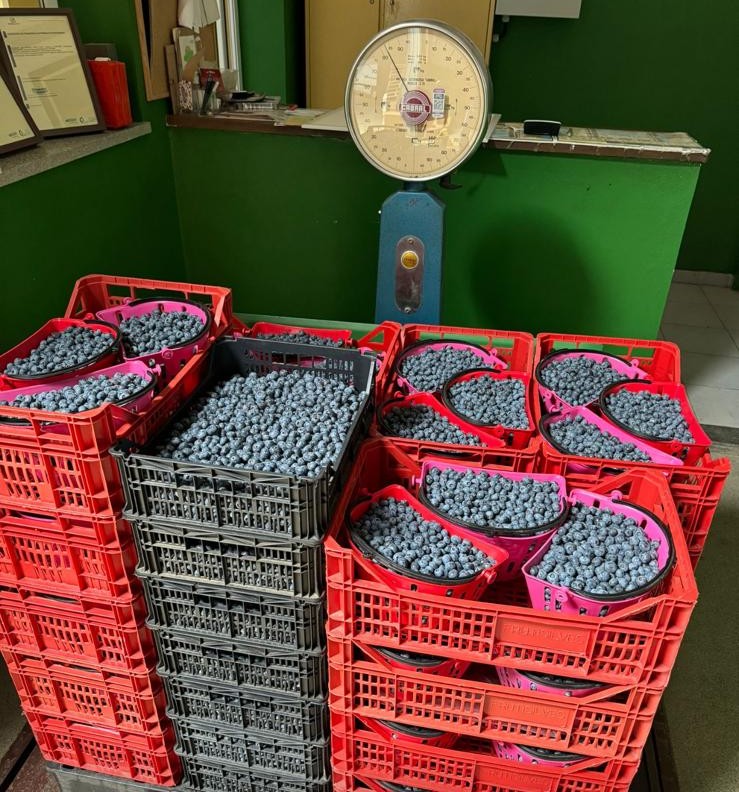 Colheita de mirtilos